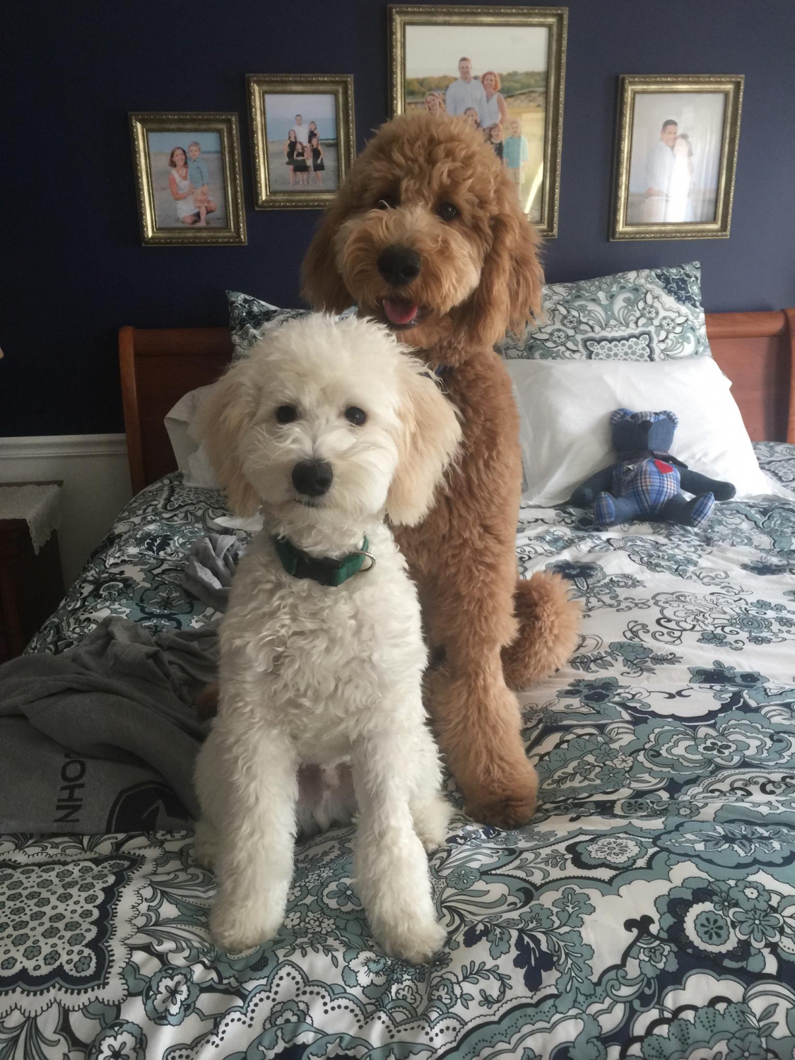 teddy bear goldendoodle breeders